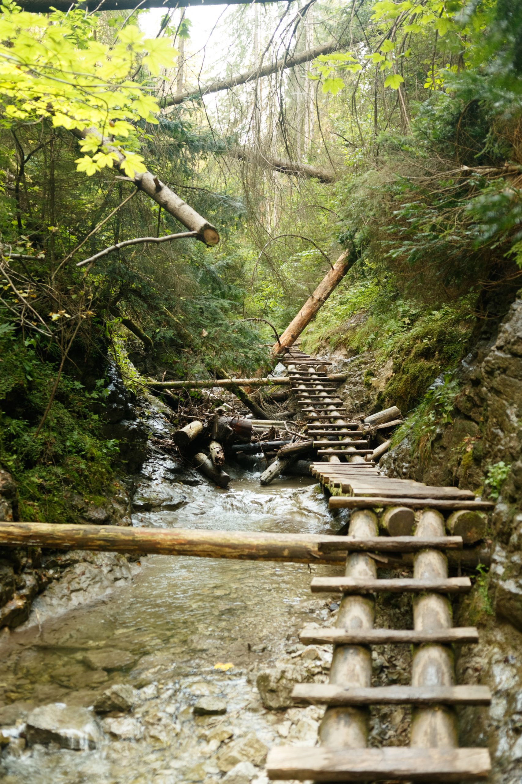 A path along a mountain stream. Fallen trees, forest and stairs